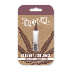 OG Kush Auto autofem (HmbSC)