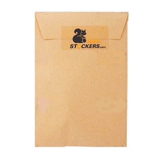 Bcn Critical XXL Auto autofem (SdSt)