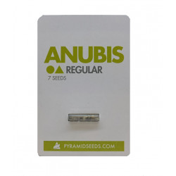 Anubis reg (Py)