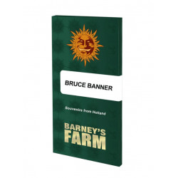 Bruce Banner fem (Brn)