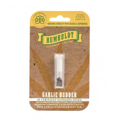 Garlic Budder Fem (HmbSC)