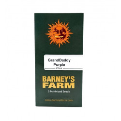 GrandDaddy Purple fem (Brn)