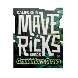 Grandiflora Guava Fem photofem (Mvr)