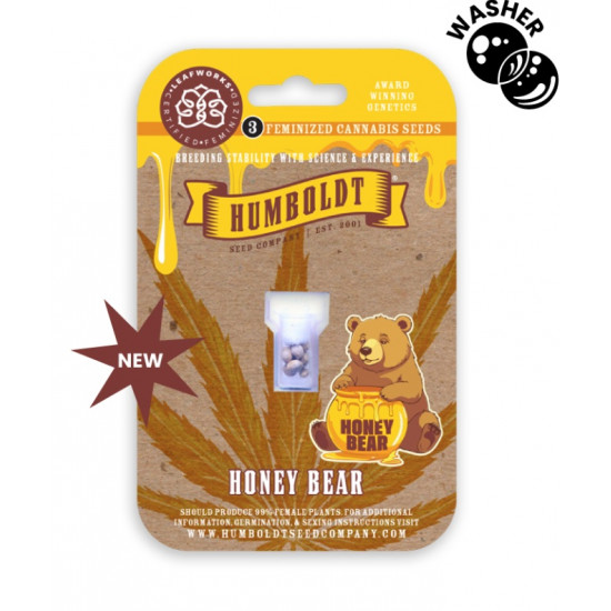 Honey Bear Fem (HmbSC) NEW 2026