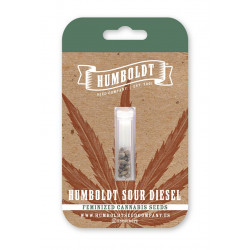 California Sour Diesel/ Humboldt Sour Diesel fem (HmbSCo)
