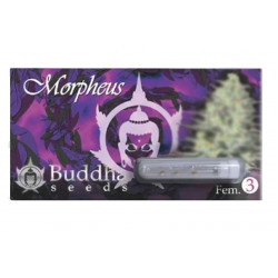 Morpheus fem (BudS)