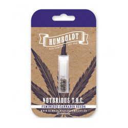 Notorious THC Fem (HmbSC)