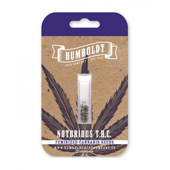 Notorious THC Fem (HmbSC)