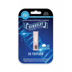OG Triploid Auto autofem (HmbSC) NEW 2025