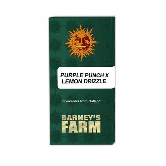 Purple Punch x Lemon Drizzle fem (Brn) Purple Punch x Lemon Drizzle fem (Brn)