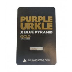 Purple Urkle x Blue Pyramid fem (Py)