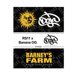 RS11 X Banana OG fem (Brn)