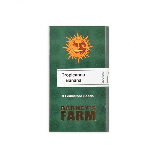 Tropicanna Banana fem (Brn)