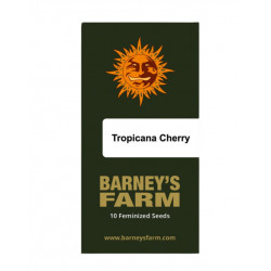 Tropicanna Cherry fem (Brn) NEW 2025
