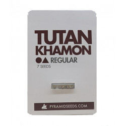 Tutankhamon reg (Py)