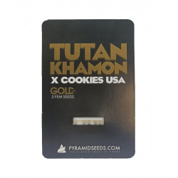 Tutankhamon x Cookies USA fem (Py)