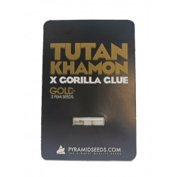 Tutankhamon x Gorila Glue fem (Py)