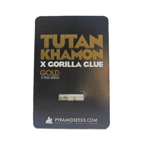 Tutankhamon x Gorila Glue fem (Py)