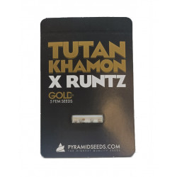 Tutankhamon x Runtz fem (Py)