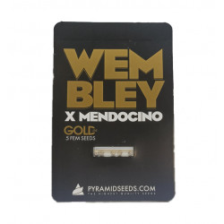 Wembley x Mendocino fem (Py)