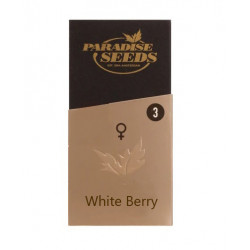 White Berry fem (P)