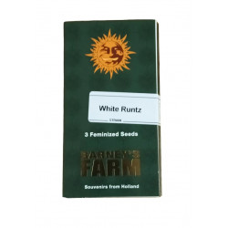 White Runtz fem (Brn)