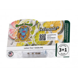 Gelonade fem (SwS)