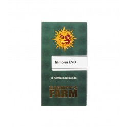 Mimosa EVO fem (Brn)
