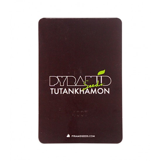 Tutankhamon fem (Py) Tutankhamon fem (Py)